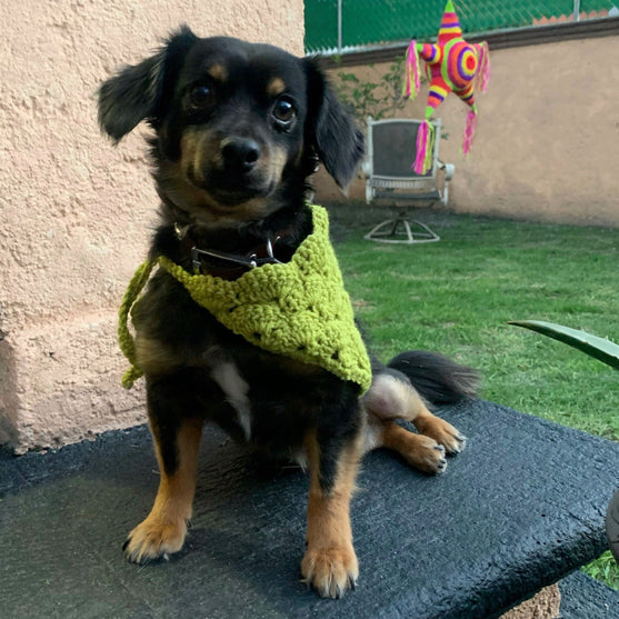 Cuddly Wrap - Hundebandana
5