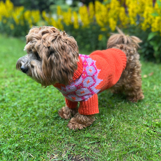 Bichon Havanais – Hundesweater
3
