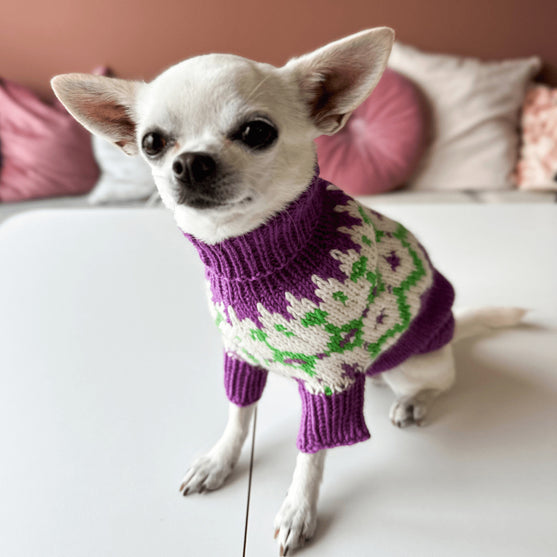 Chihuahua – Hundesweater
4
