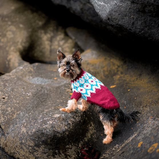 Yorkshire Terrier – Hundesweater
2