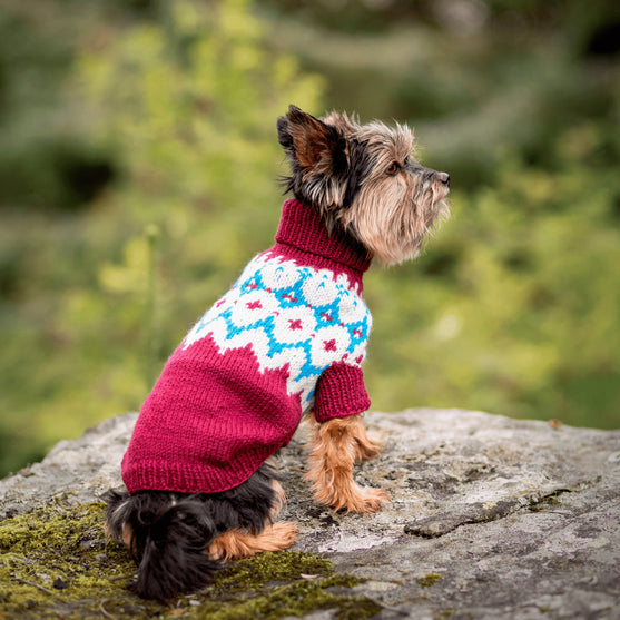 Yorkshire Terrier – Hundesweater
3