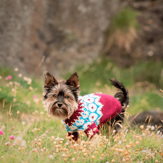Yorkshire Terrier – Hundesweater
4