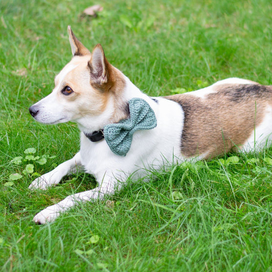 Wow Bow - Hundesløjfe
2