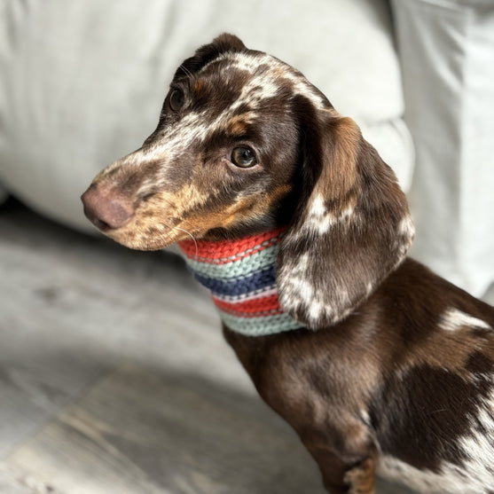 Wes - Hundetørklæde
2