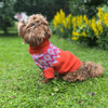

Bichon Havanais – Hundesweater
1