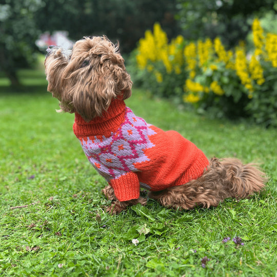 Bichon Havanais – Hundesweater