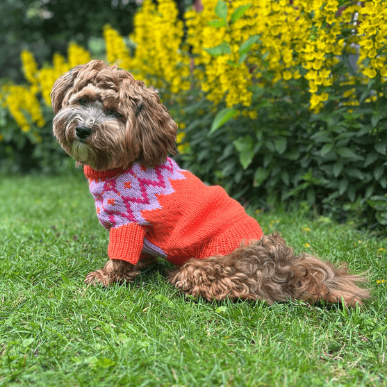 

Bichon Havanais – Hundesweater
2