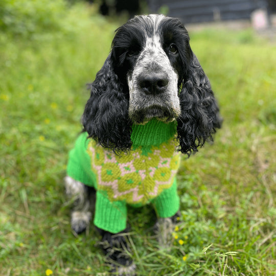 Cocker Spaniel – Hundesweater