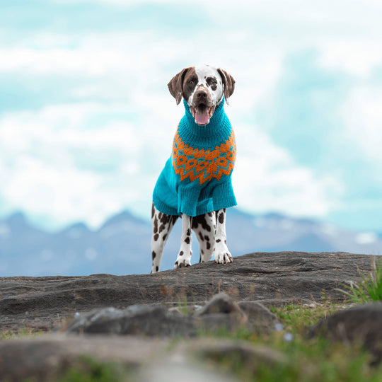 Dalmatiner – Hundesweater
