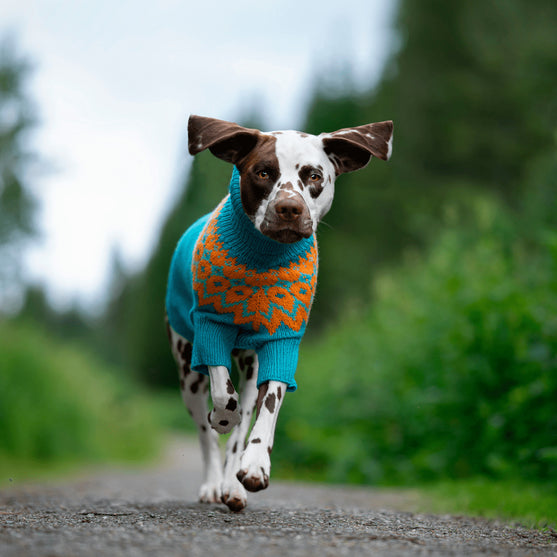 

Dalmatiner – Hundesweater
2