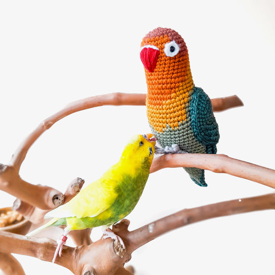 

Fischer’s Lovebird
3
