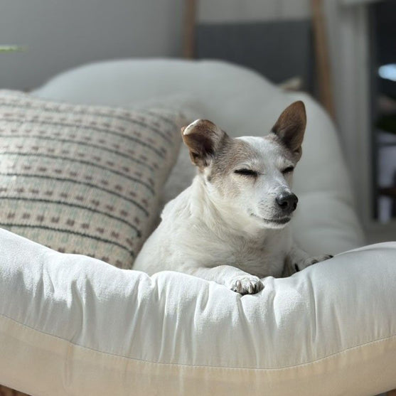 

Homebody - Pudebetræk
6