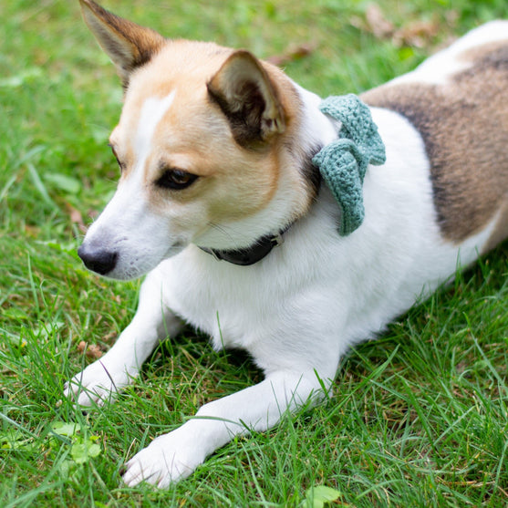 

Wow Bow - Hundesløjfe
3