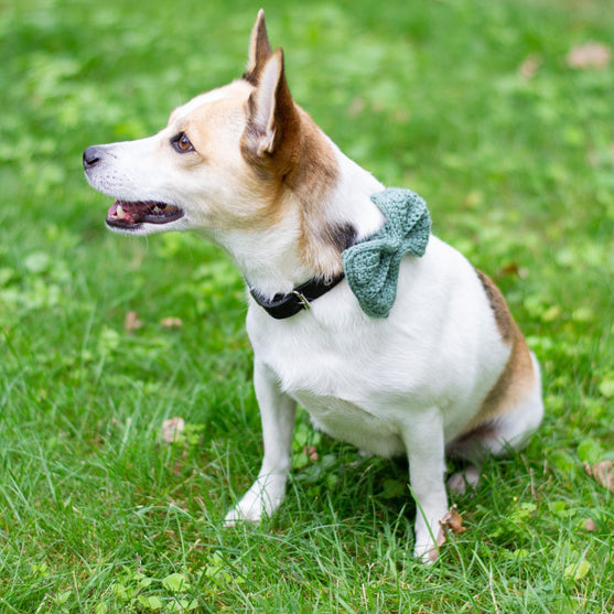 

Wow Bow - Hundesløjfe
1