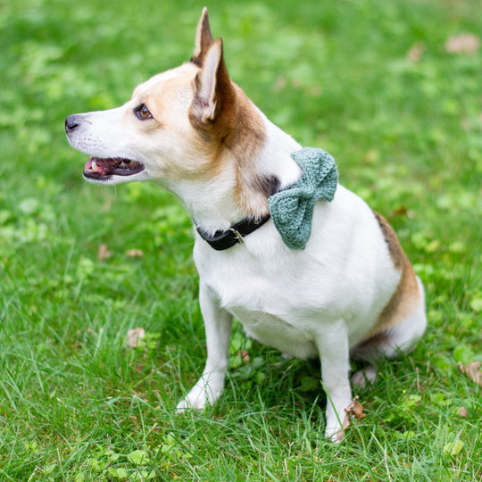 Wow Bow - Hundesløjfe