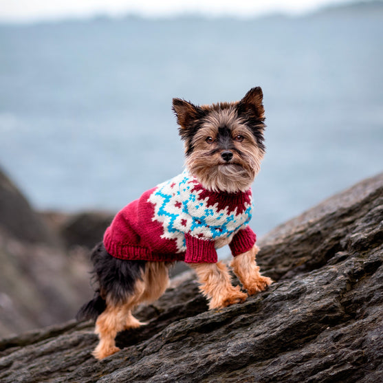 

Yorkshire Terrier – Hundesweater
1